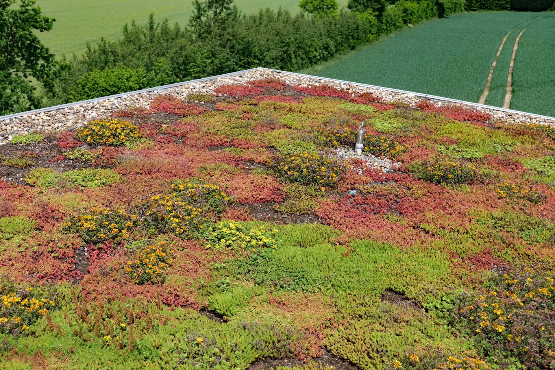 Dachbegrünung – Osbahr